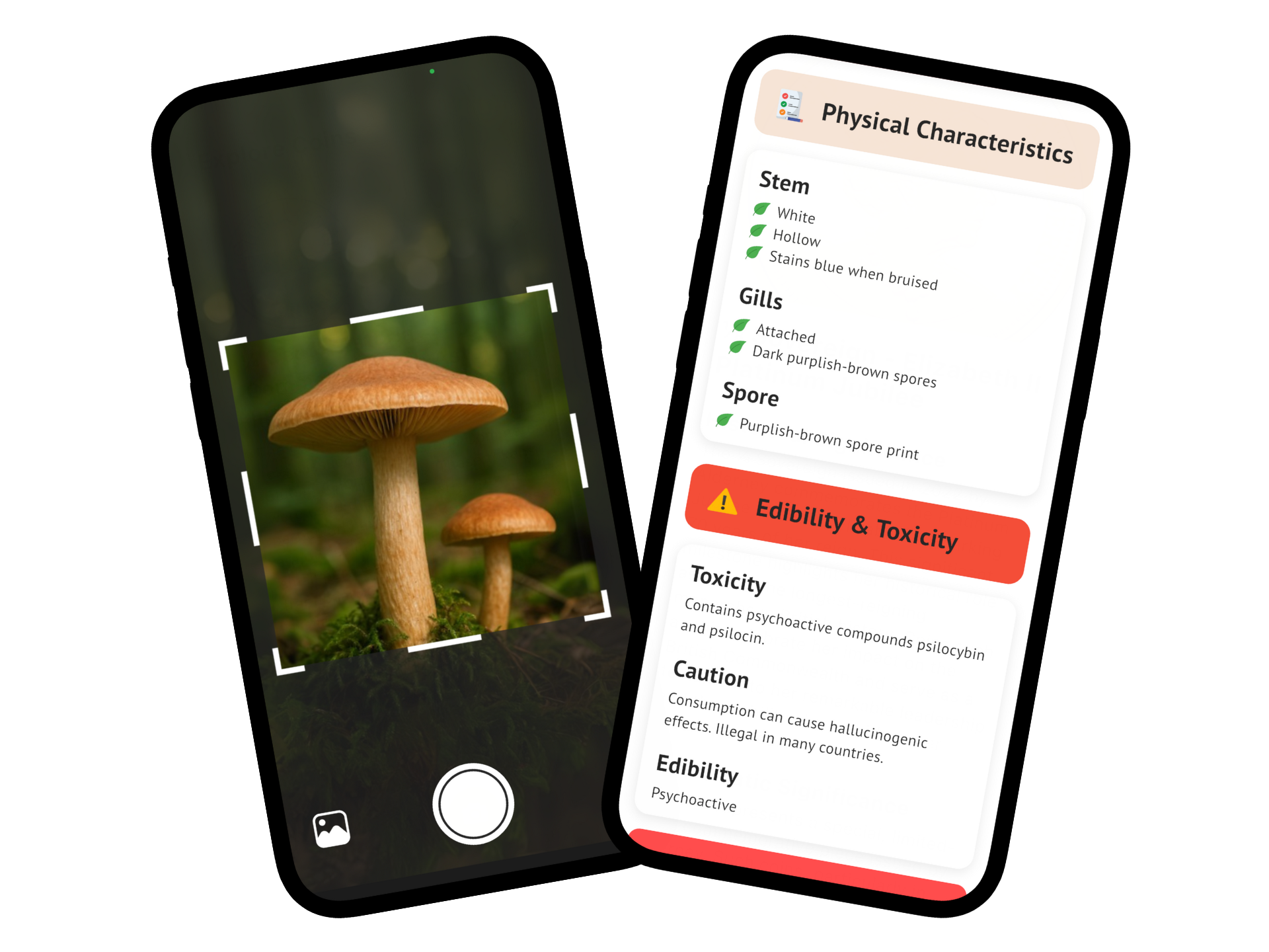 Mushroom identification app interface showing mushroom identification features