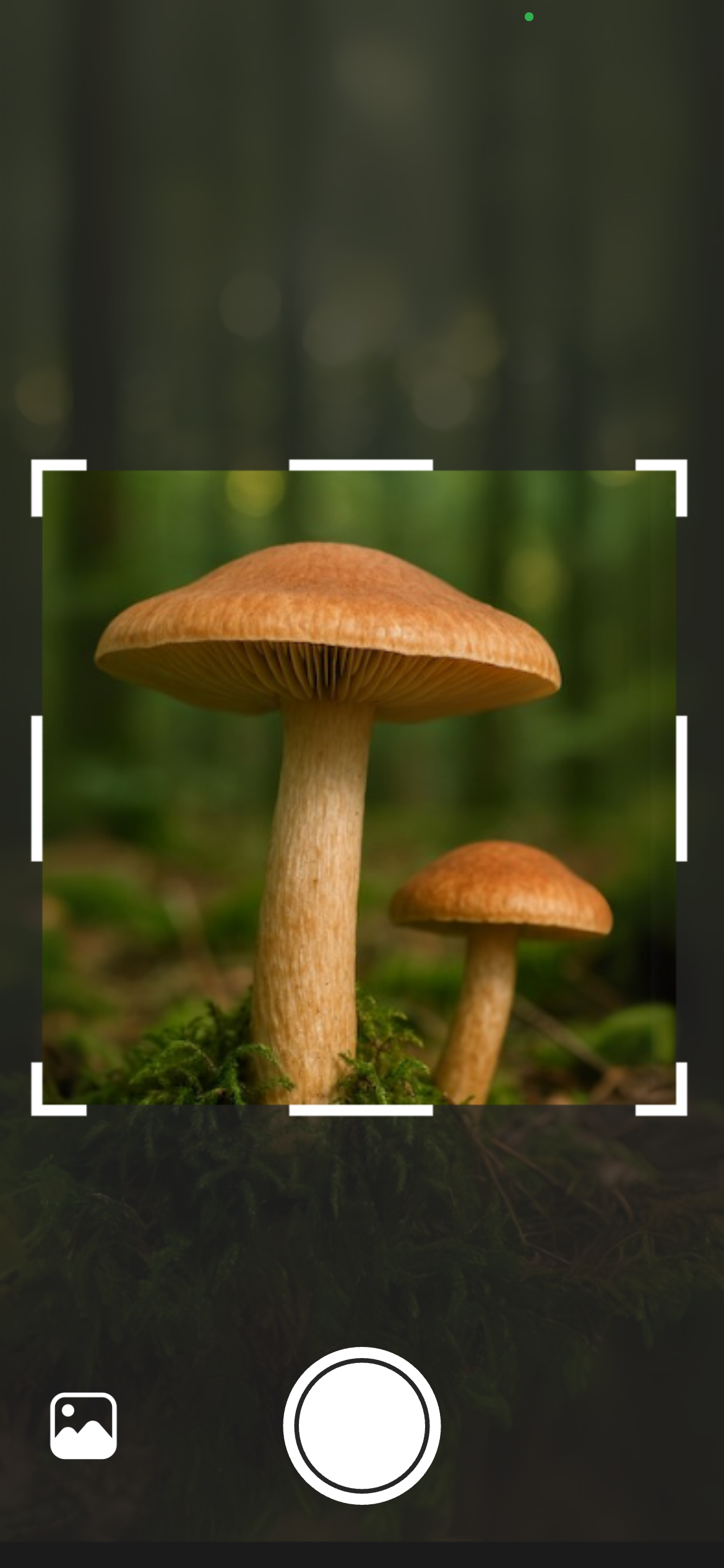 Taking a photo of a mushroom